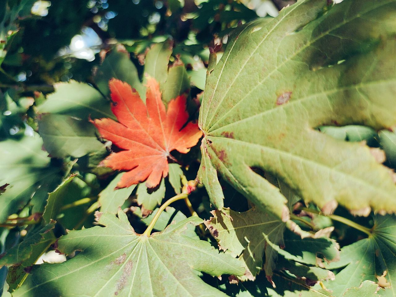 《火红金秋》-手机摄影