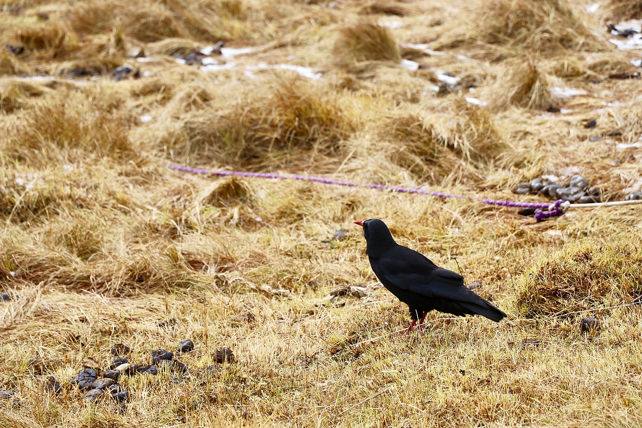 来自拉萨所从未见过的风景