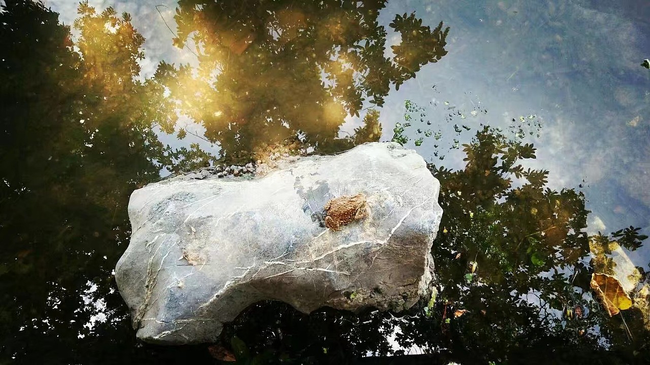 夏日石头上的蛤蟆（图ZMTEyMDM3ODY0） - 风光摄影 - 站酷设计师一生所爱至尊宝原创素材 - 站酷ZCOOL