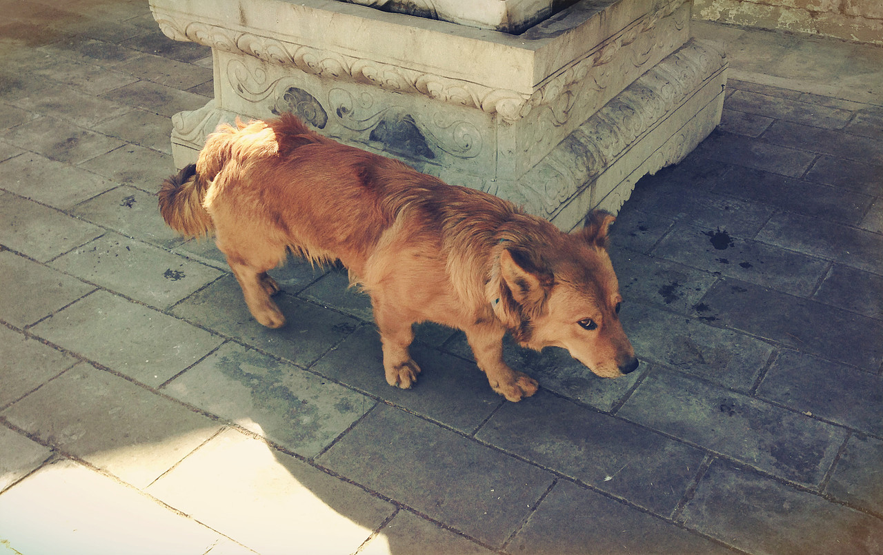 iphone摄影_生活杂集1