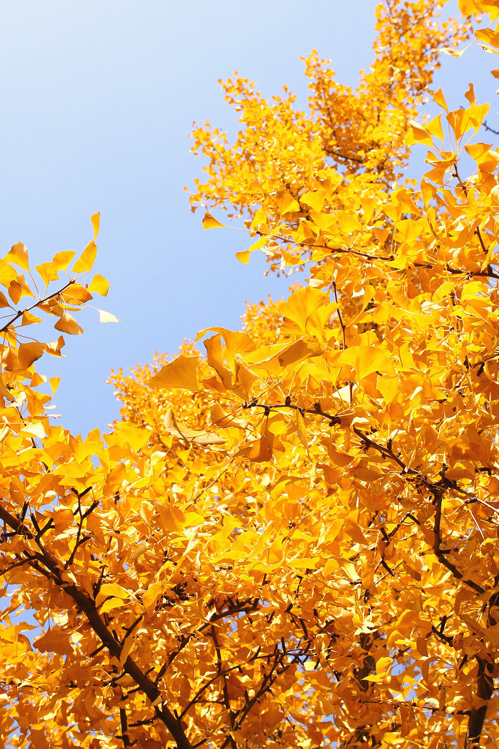 2011_11_12银杏/三里屯东五街|摄影|风光摄影|waterhill - 原创作品