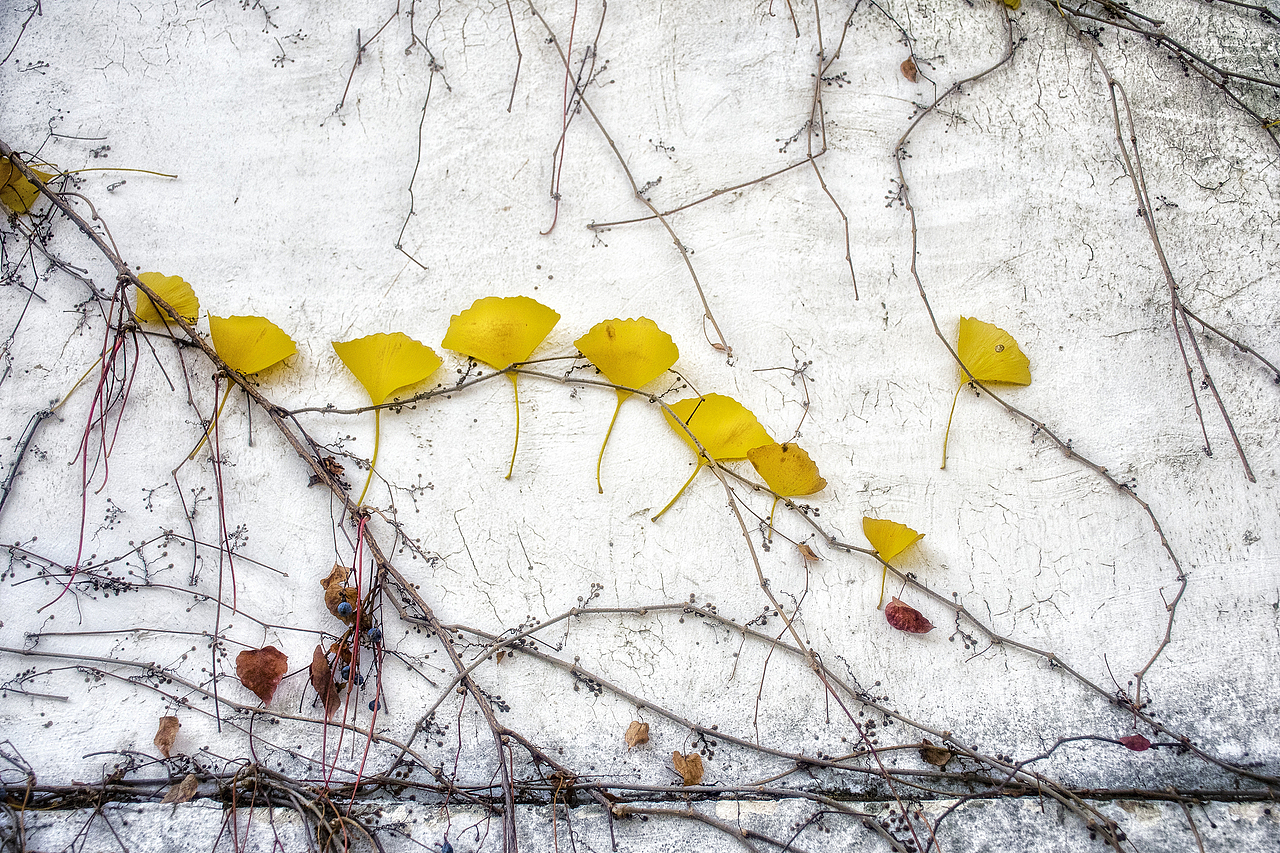 东山银杏（图ZMTM4NzMxMzg0） - 风光摄影 - 站酷设计师心若有夕原创素材 - 站酷ZCOOL