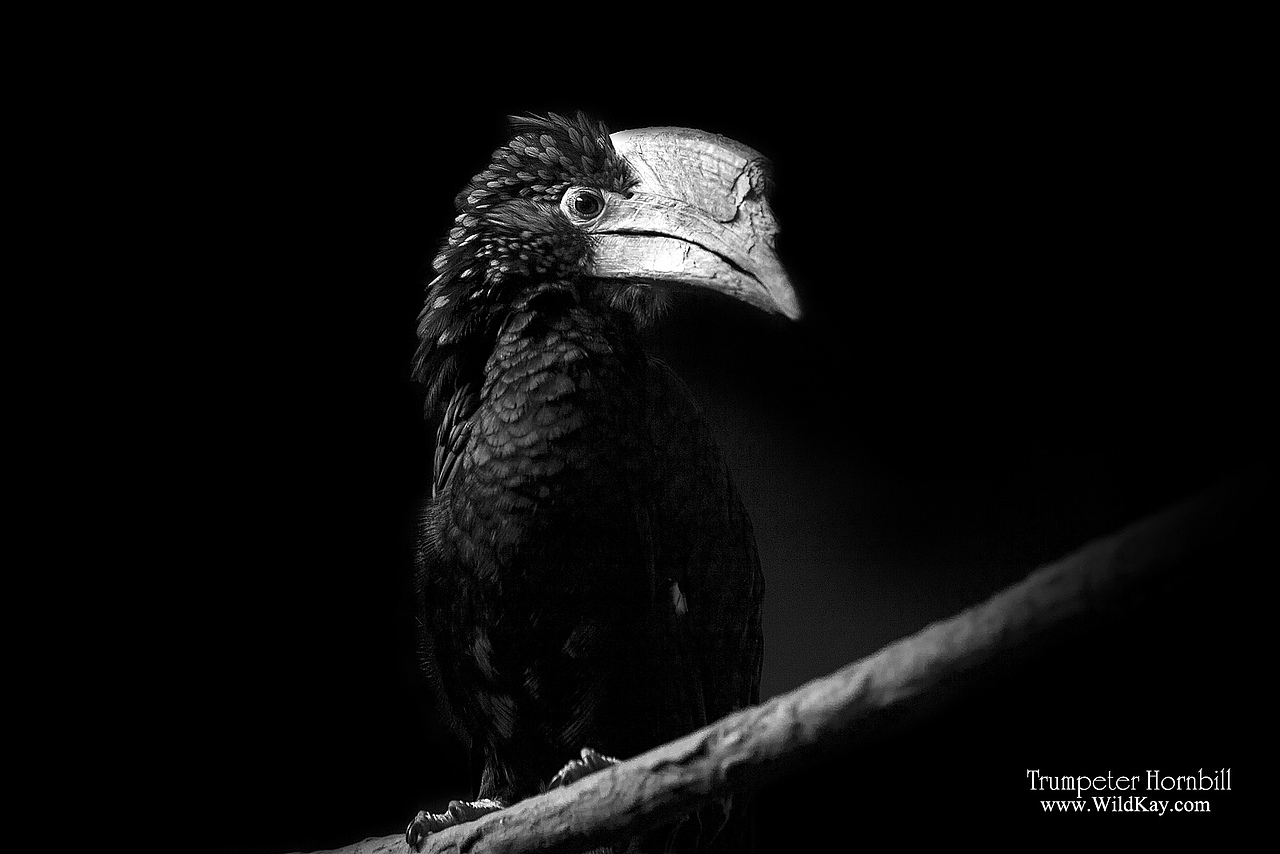 纯影调动物黑白摄影（图ZMjIwOTI3NzI=） - 宠物摄影 - 站酷设计师WildKay原创素材 - 站酷ZCOOL