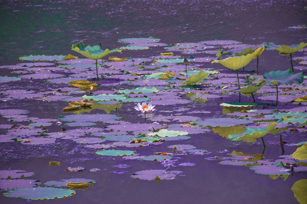 往湘湖的路上,我与荷花相赏。