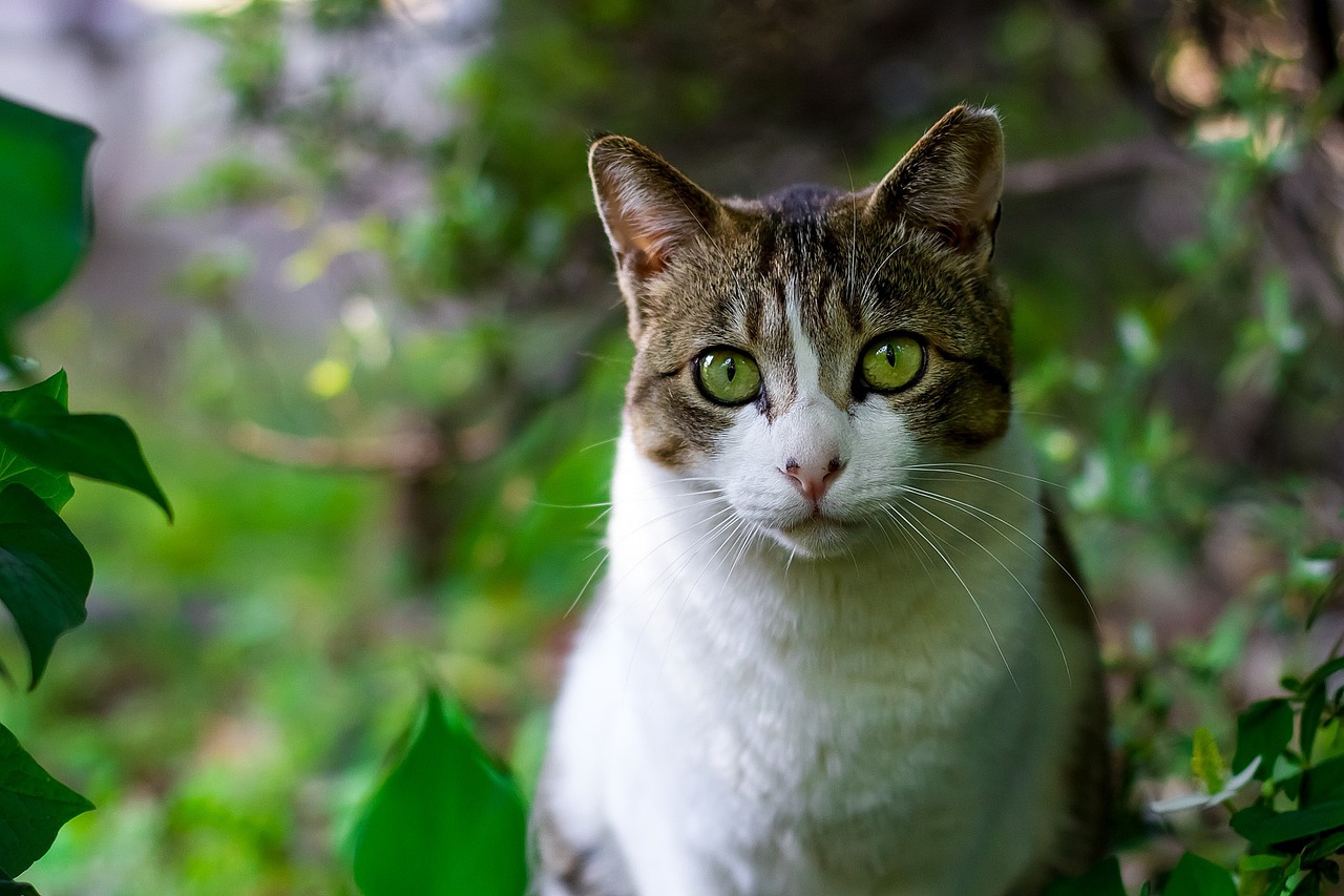 草丛中的猫