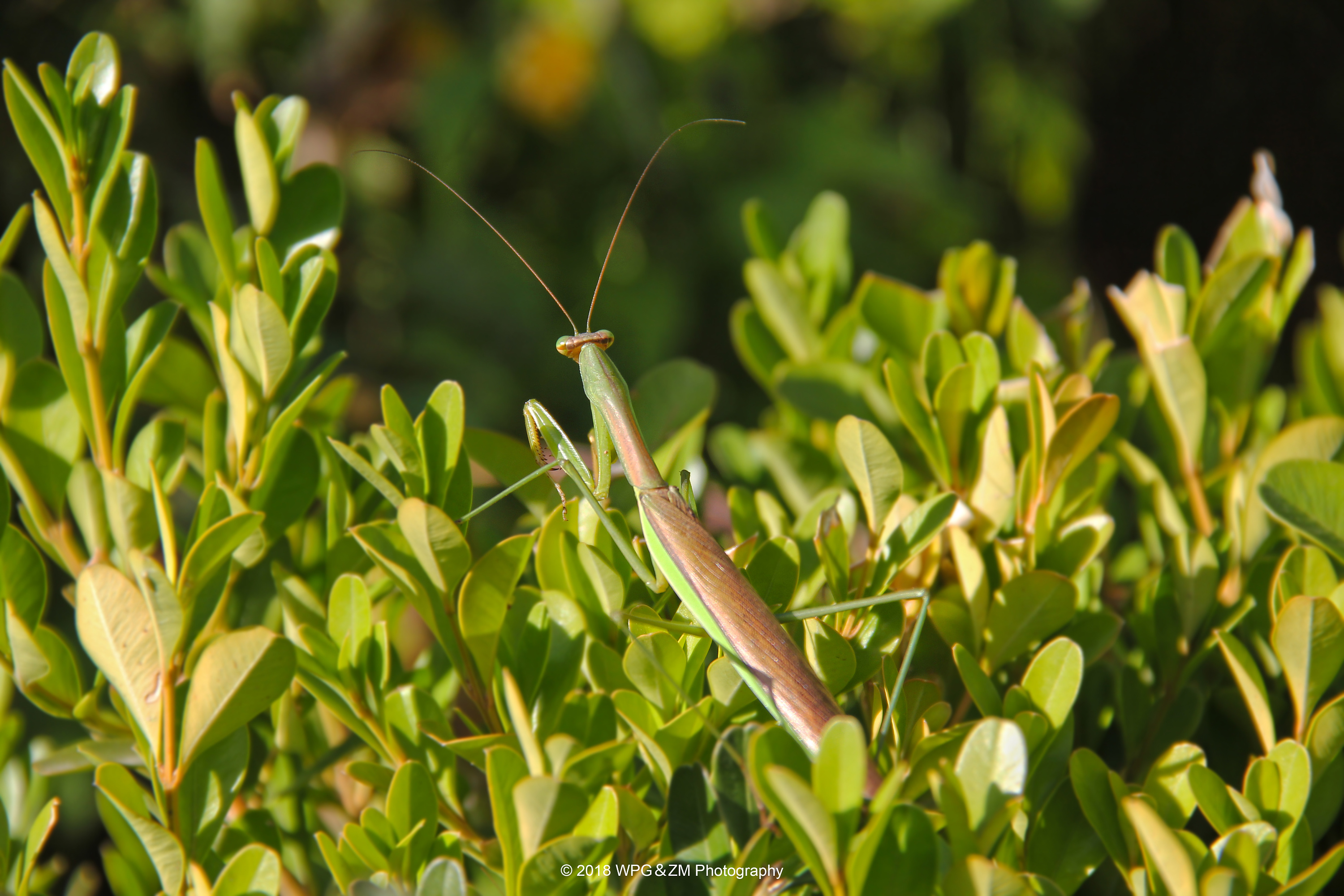 《 螳螂の秋 》