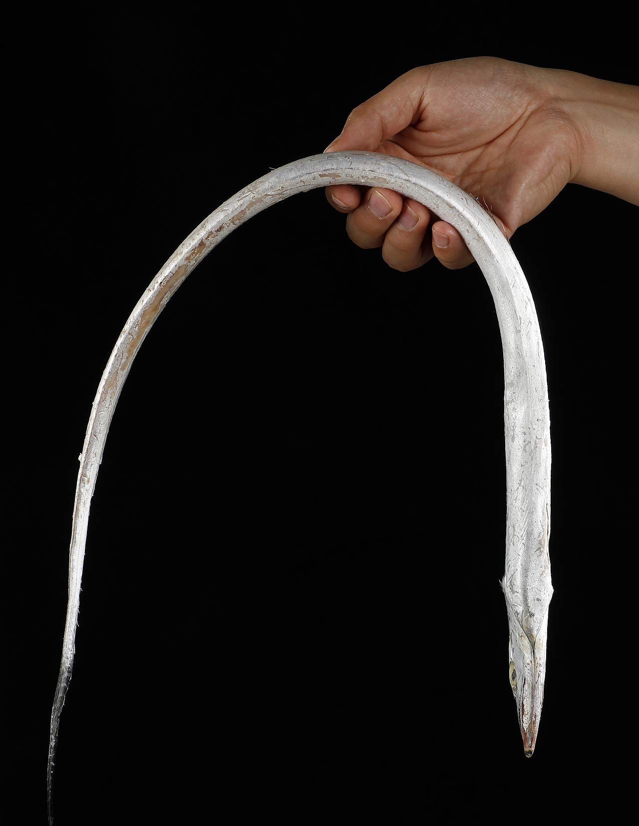 新鲜带鱼拍摄丨潍坊生鲜电商客户约拍丨飞鸟电商陈默（图ZMTM1OTU0NDA0） - 产品摄影 - 站酷设计师陈默工作室原创素材 - 站酷ZCOOL