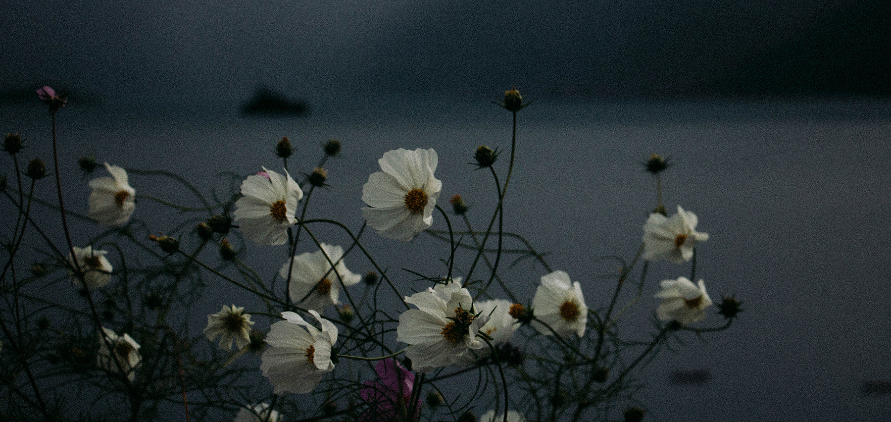 1974黑择明的个人主页（封面预览） - 主页封面设置 - 站酷设计师1974黑择明原创素材 - 站酷ZCOOL