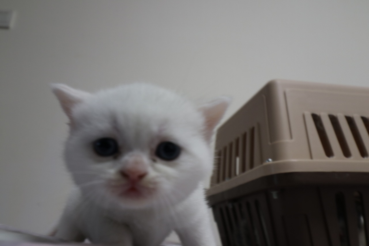 猫 161-英短-纯白-母-五粉-头无灰色毛-23-405g（图ZMjA4NjA3ODky） - 宠物摄影 - 站酷设计师沐米猫舍原创素材 - 站酷ZCOOL