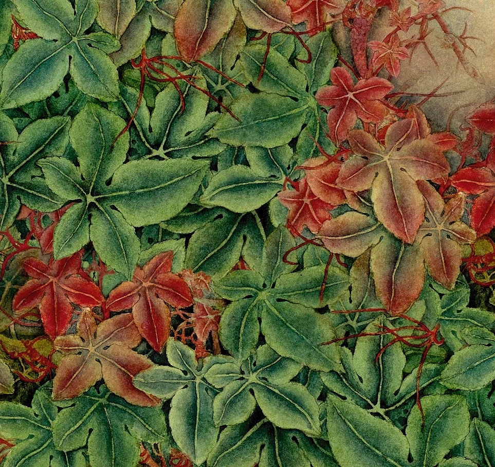 爬山虎|插画|艺术插画|洋红limpqueen_原创作品-站酷zcool