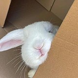 罗罗的树洞的头像