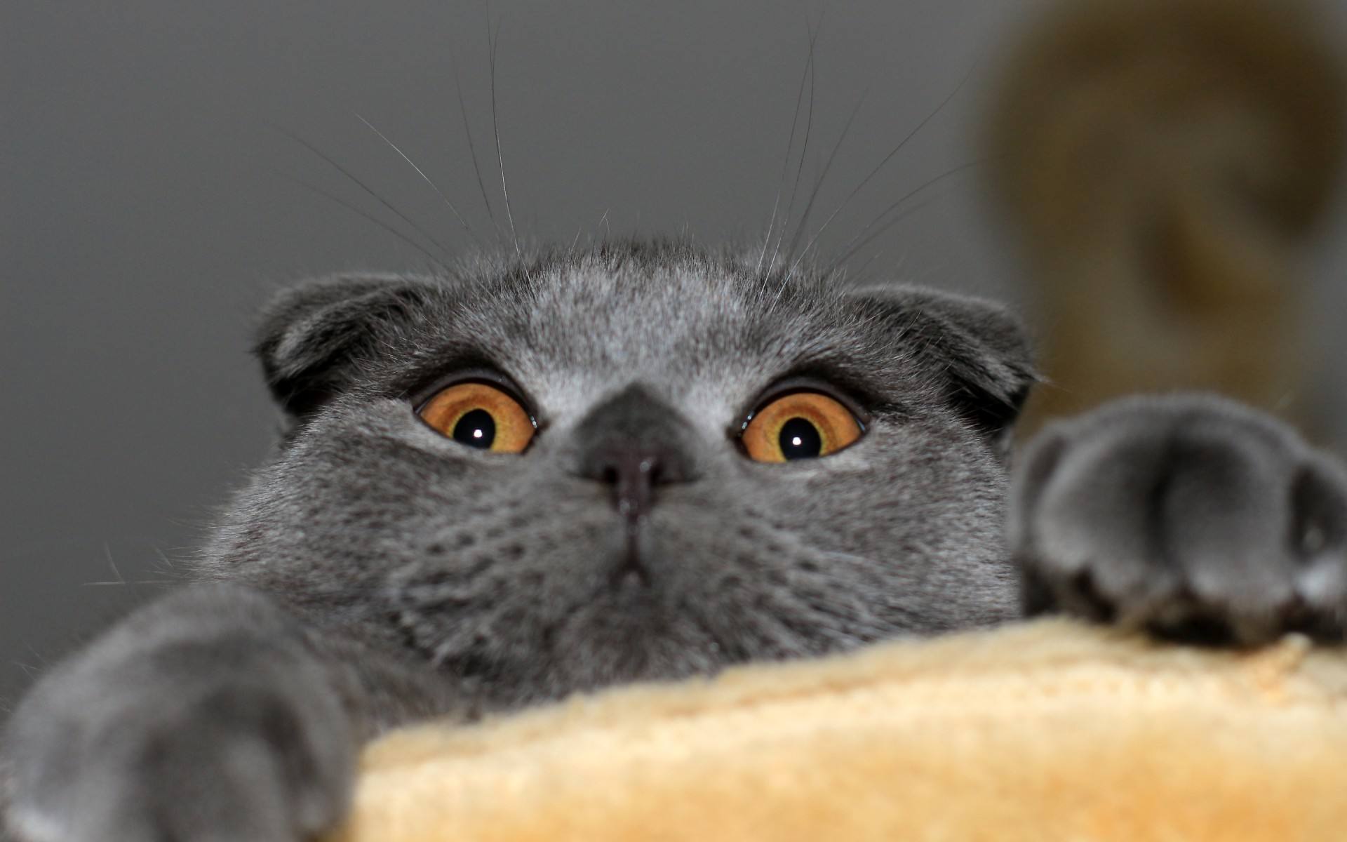 金金是只猫的个人主页（封面预览） - 主页封面设置 - 站酷设计师金金是只猫原创素材 - 站酷ZCOOL