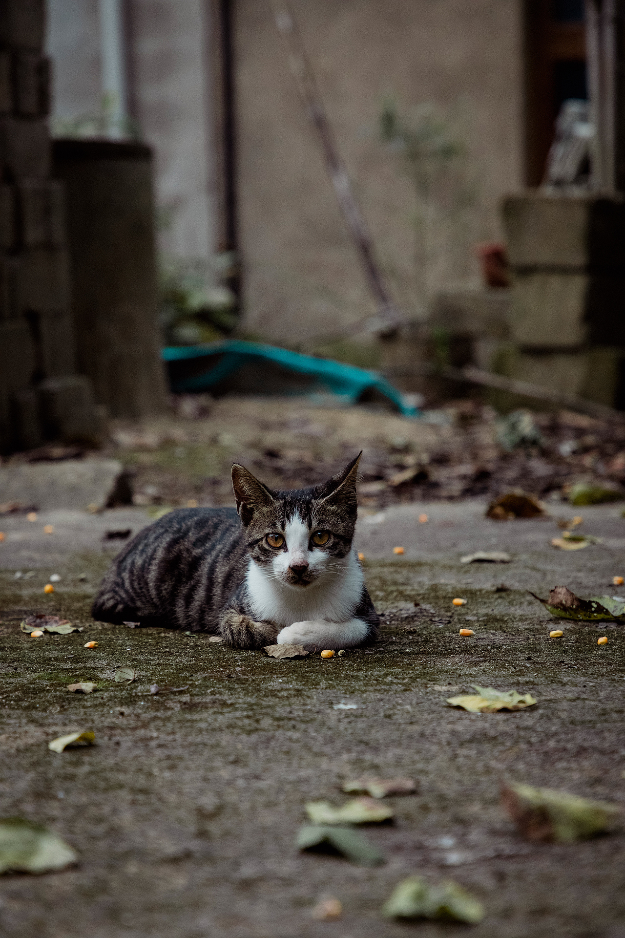 随处可见的农村场景（图ZMjI3MTIyNTQ0） - 人文/纪实摄影 - 站酷设计师我有条狗叫汤圆原创素材 - 站酷ZCOOL