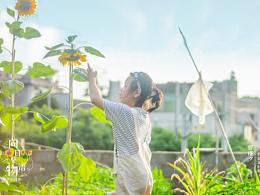 夏日炎炎 ，葵花超甜