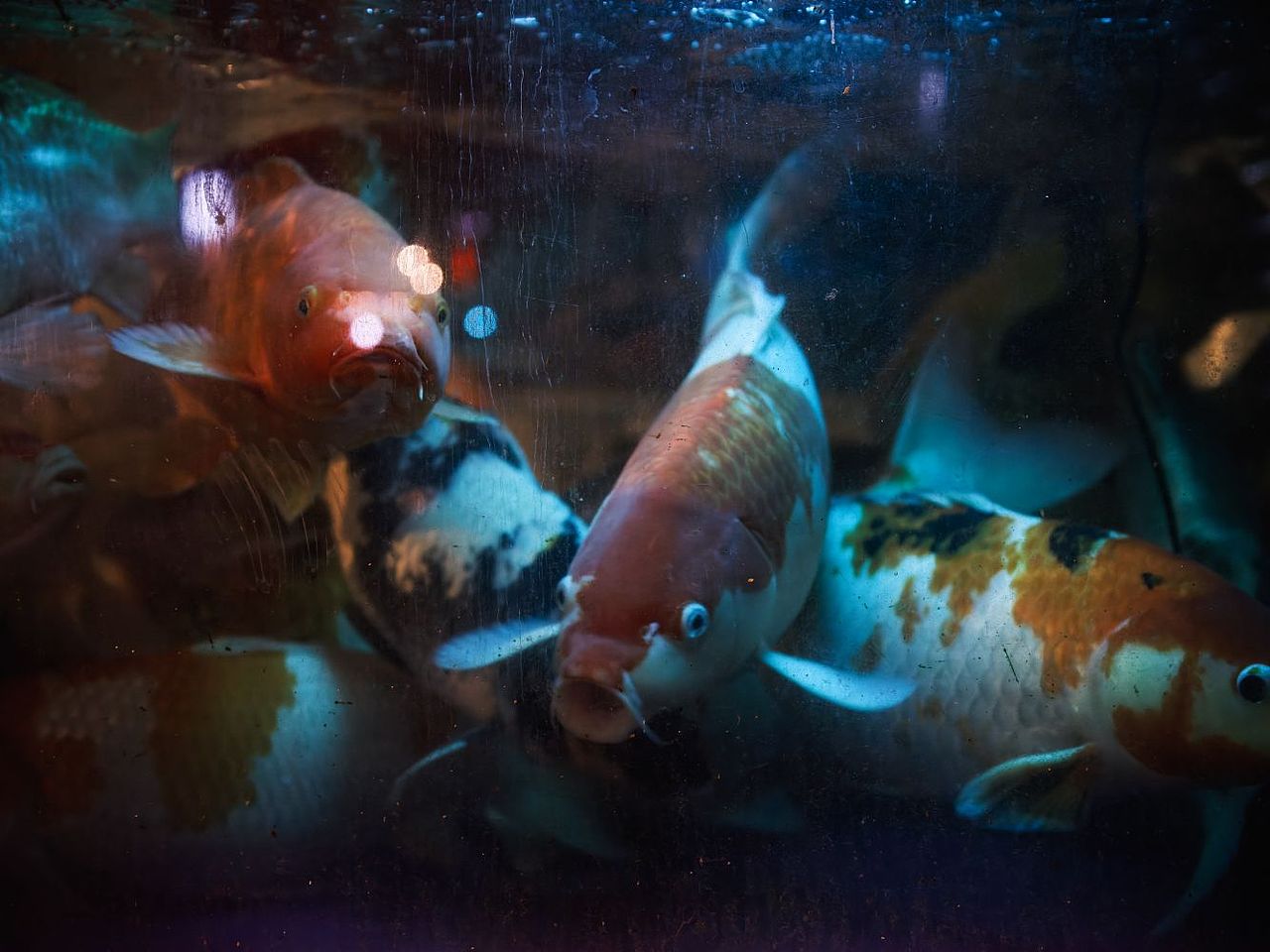 水族（圖ZMzM4MTA0NjI0） - 寵物攝影 - 站酷設(shè)計師大鵬映象原創(chuàng)素材 - 站酷ZCOOL