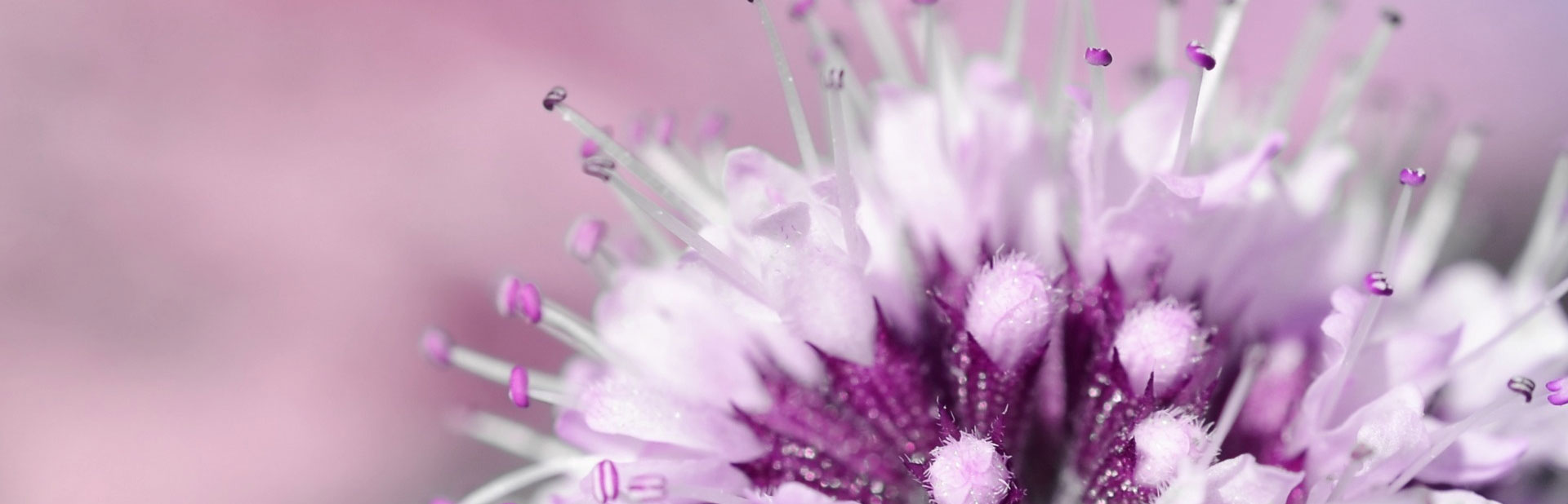 唯美主義著的個人主頁（封面預(yù)覽） - 主頁封面設(shè)置 - 站酷設(shè)計師唯美主義著原創(chuàng)素材 - 站酷ZCOOL