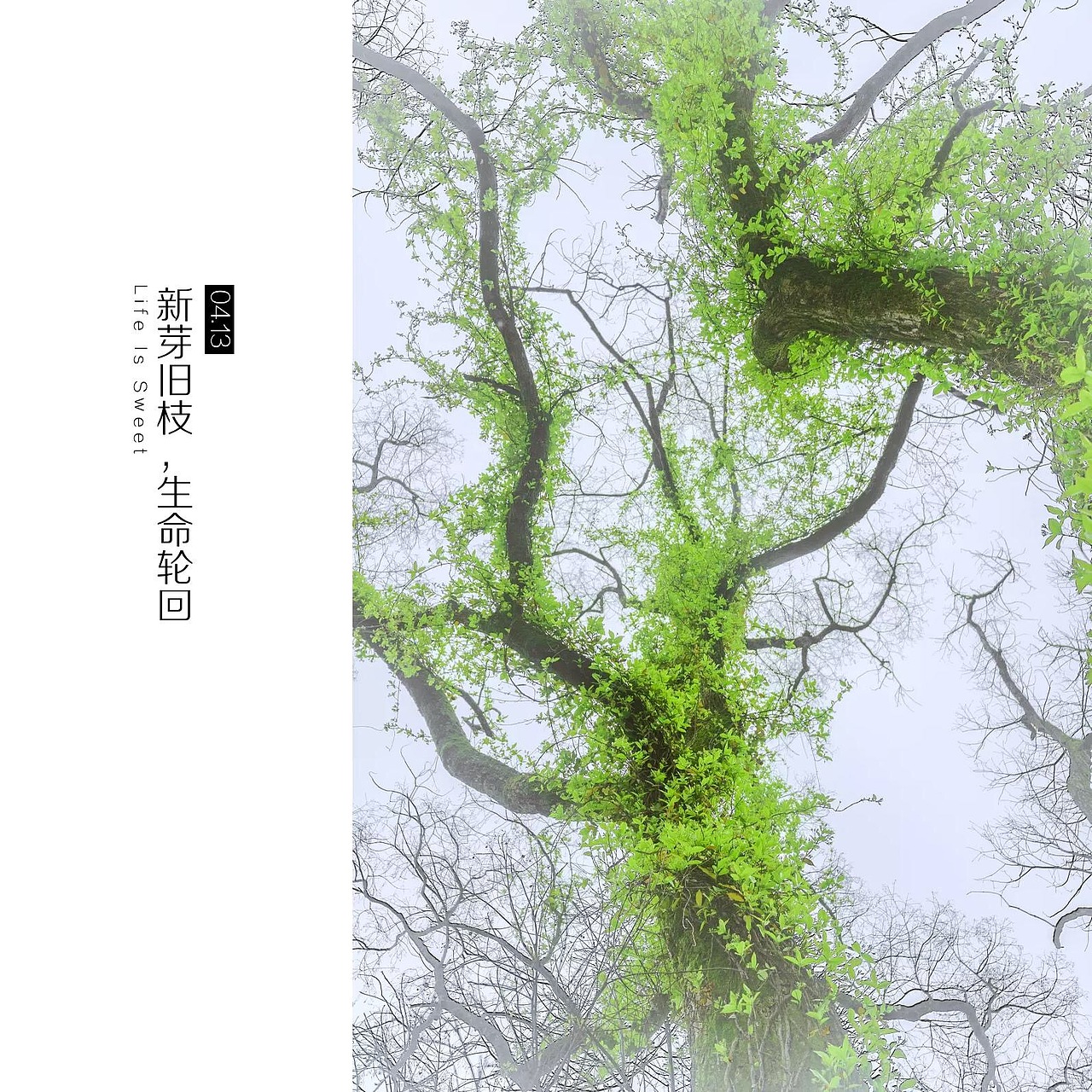 穿越林间 穿越时间（图ZMTU0MTcxMjI0） - 风光摄影 - 站酷设计师闲游摄影湿原创素材 - 站酷ZCOOL