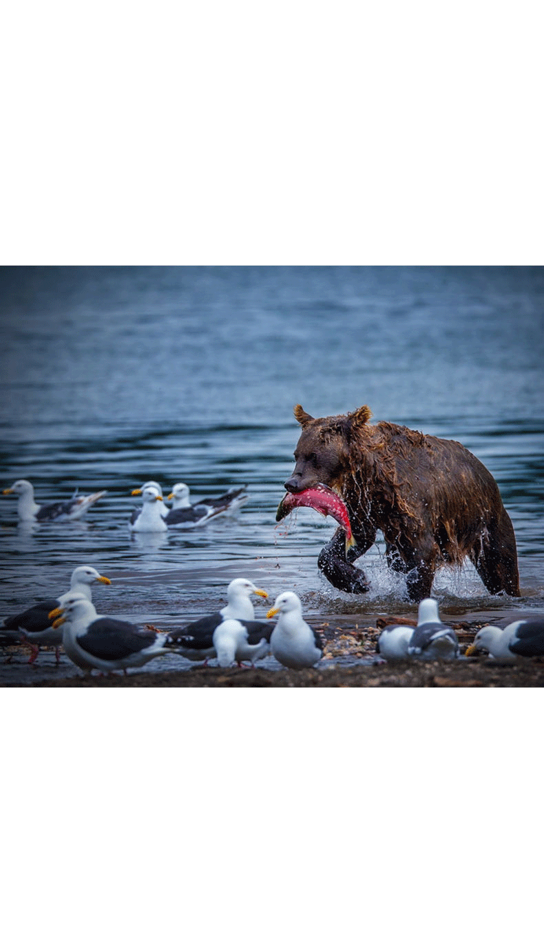 学会这4招，轻松做海报（图ZMTUzNDc3MDQw） - 海报 - 站酷设计师敖特曼原创素材 - 站酷ZCOOL