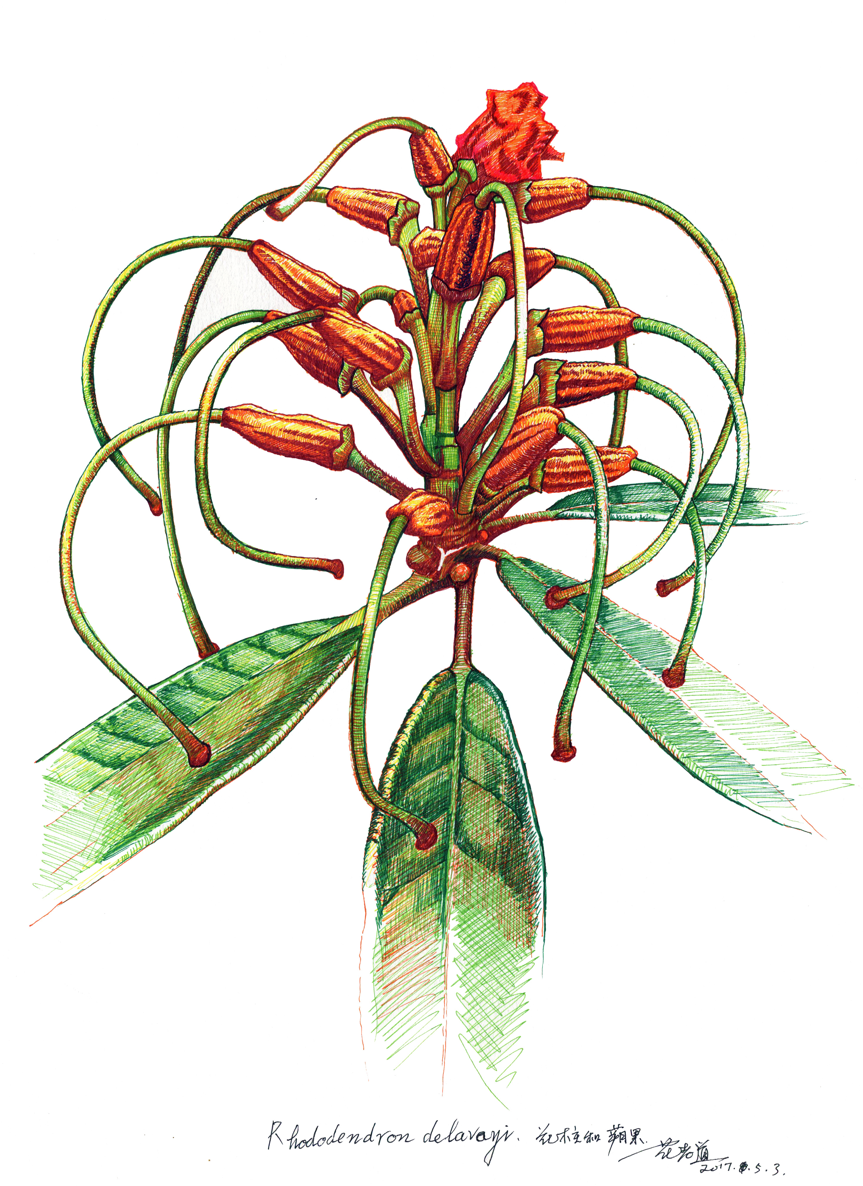 花老道的花与道博物画系列之植物画(三)