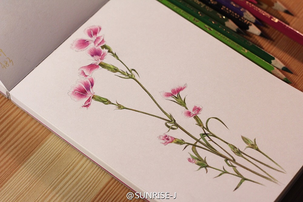 石竹花彩铅手绘