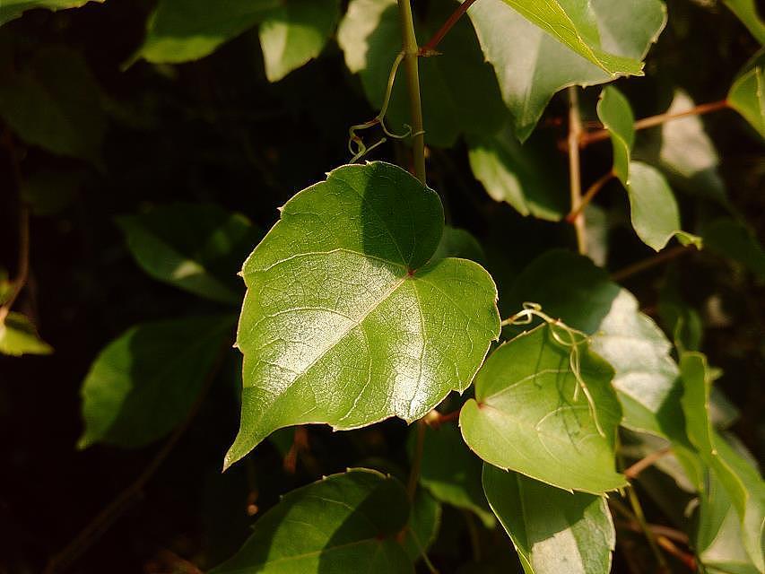 非专业设计拍非专业照片；（图ZMTIzMzM5OTU2） - 产品摄影 - 站酷设计师爱吃雪梨的布鲁鲁原创素材 - 站酷ZCOOL