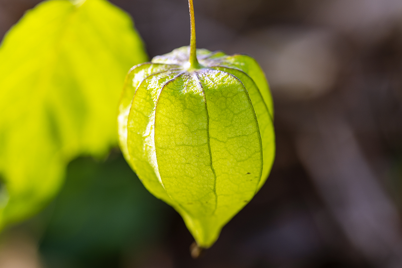 绿意盎然灯笼果（图ZMTg4ODk2Nzg0） - 风光摄影 - 站酷设计师大侠彭娜娜原创素材 - 站酷ZCOOL