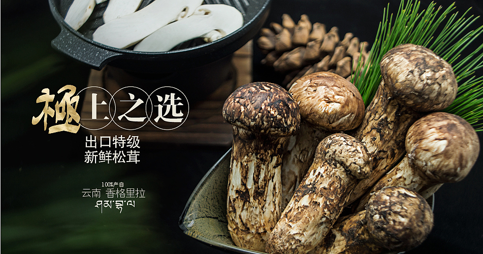 健膳乐食2015版松茸设计