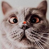 黑cat418的头像