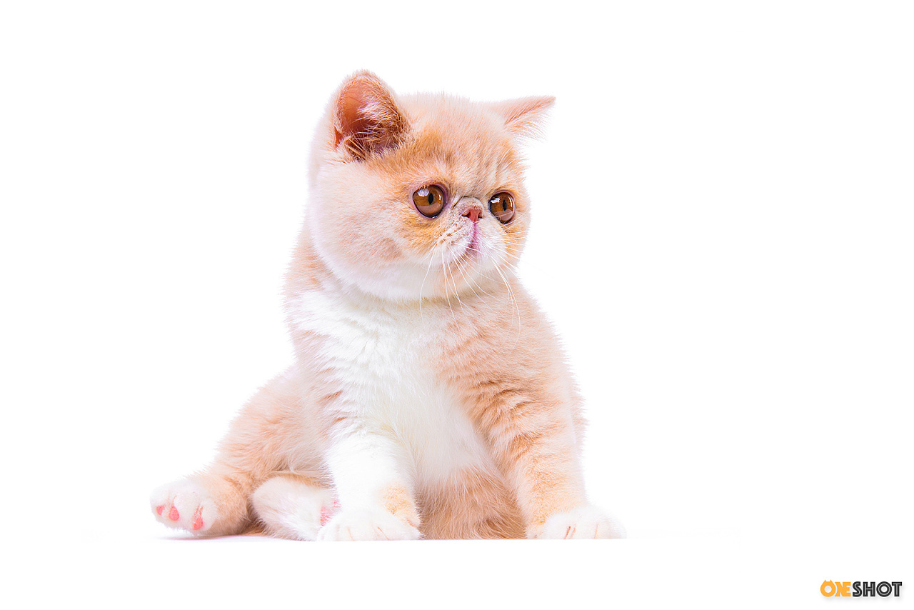 白底证件照加菲猫幼成