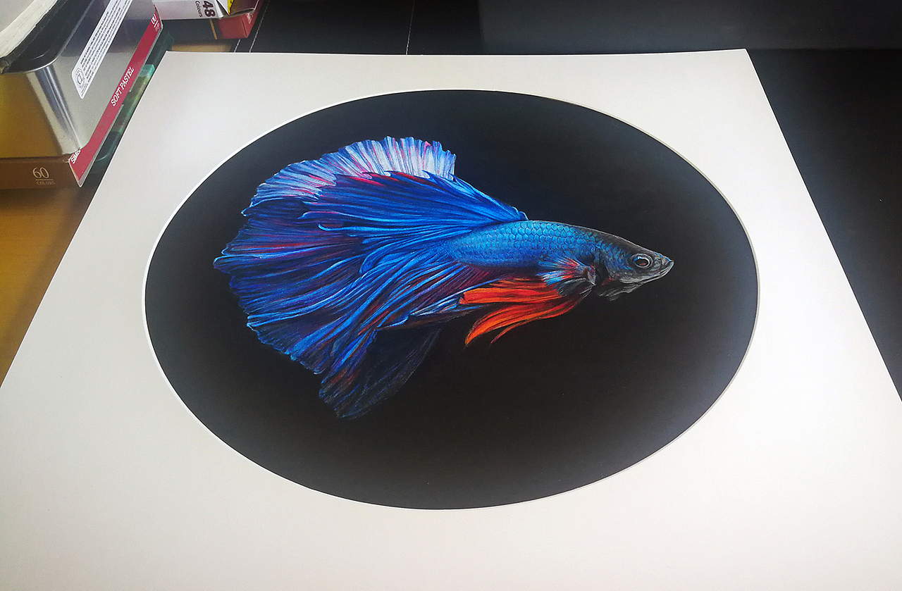 彩铅手绘——斗鱼