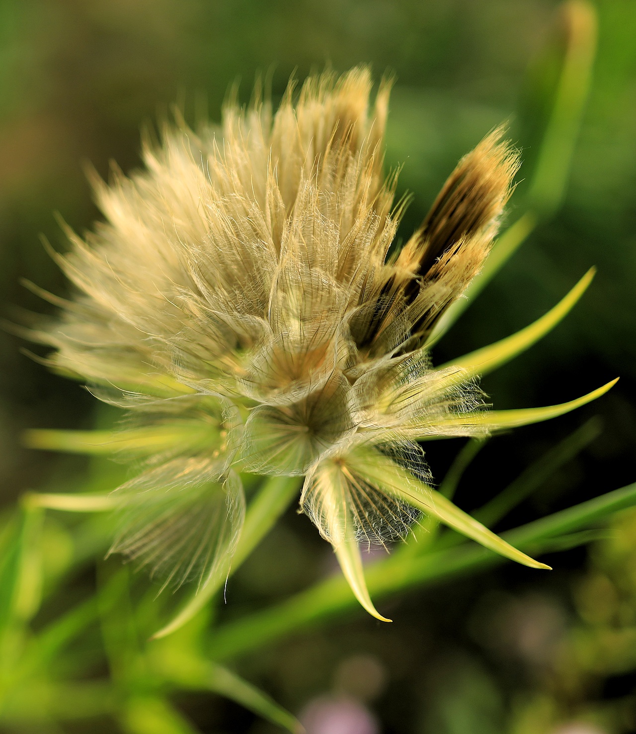一花一草一世界
