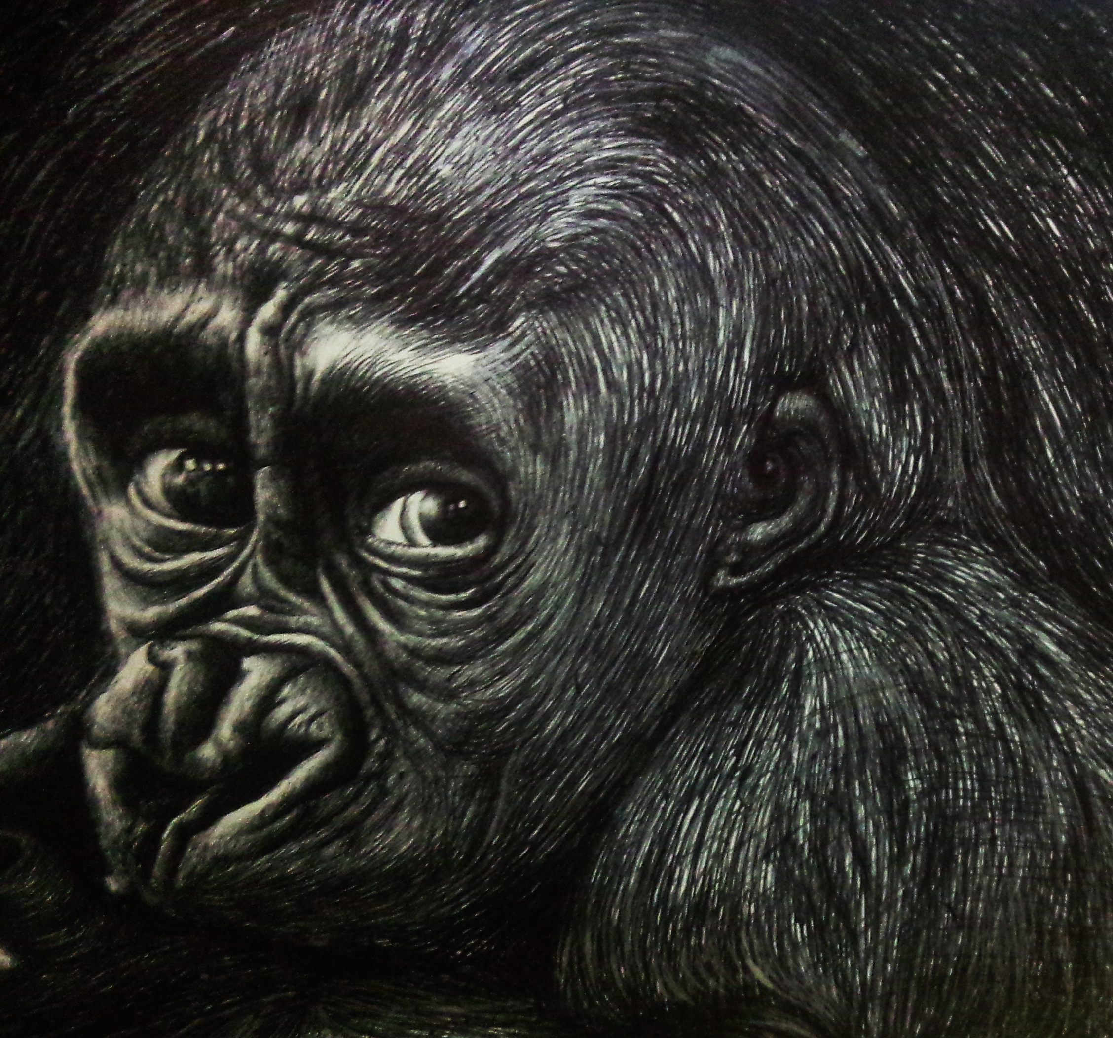 猩猩的伤感《圆珠笔画》