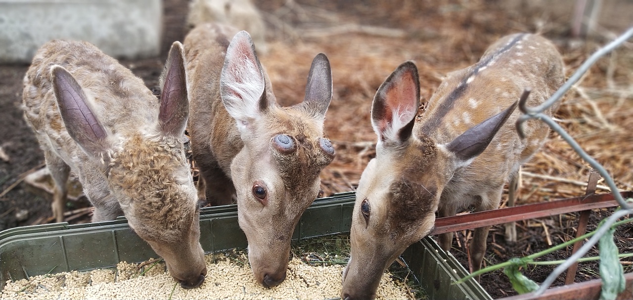 梅花鹿|摄影|宠物摄影|大耀不爱吃馒头 - 原创作品 - 站酷 (zcool)