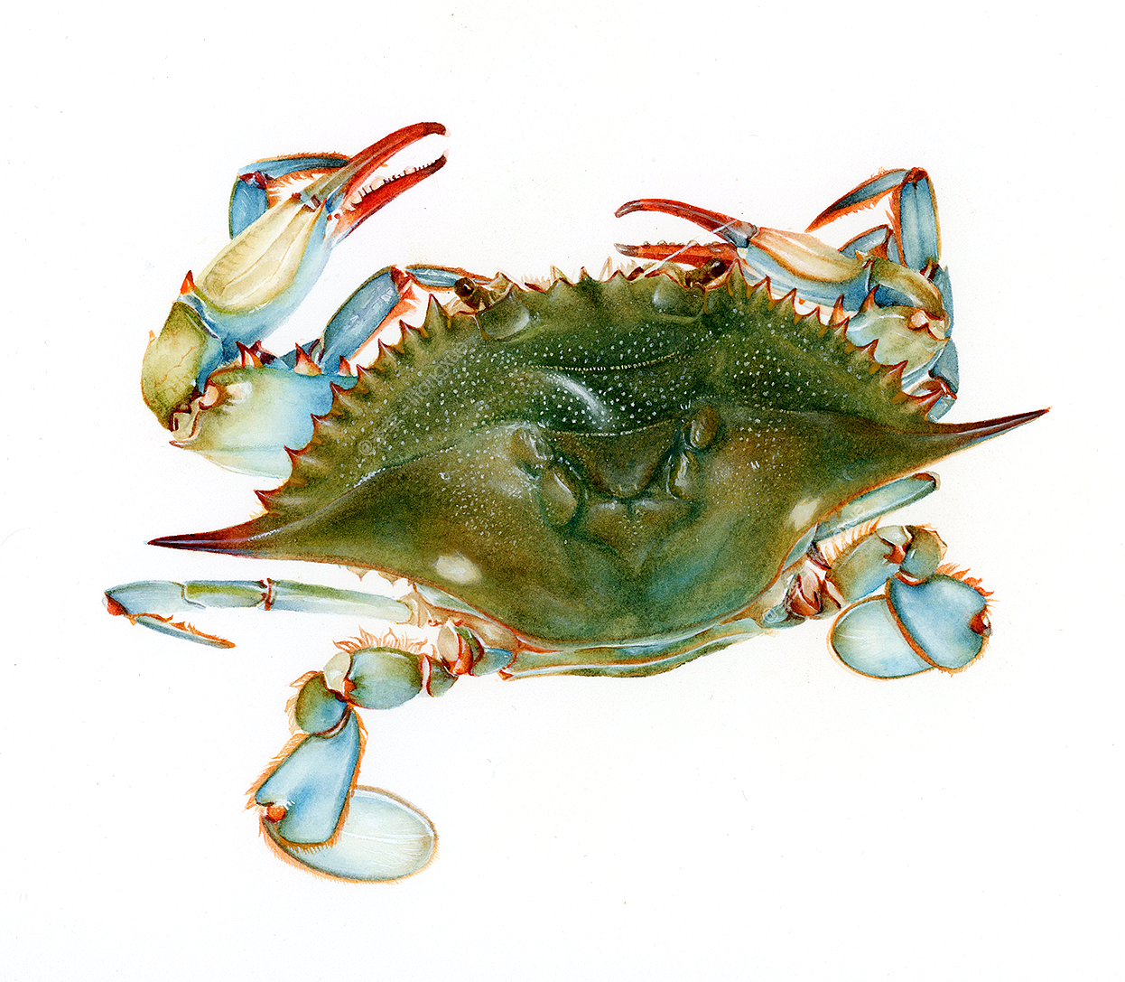 蓝蟹—— 一种梭子蟹