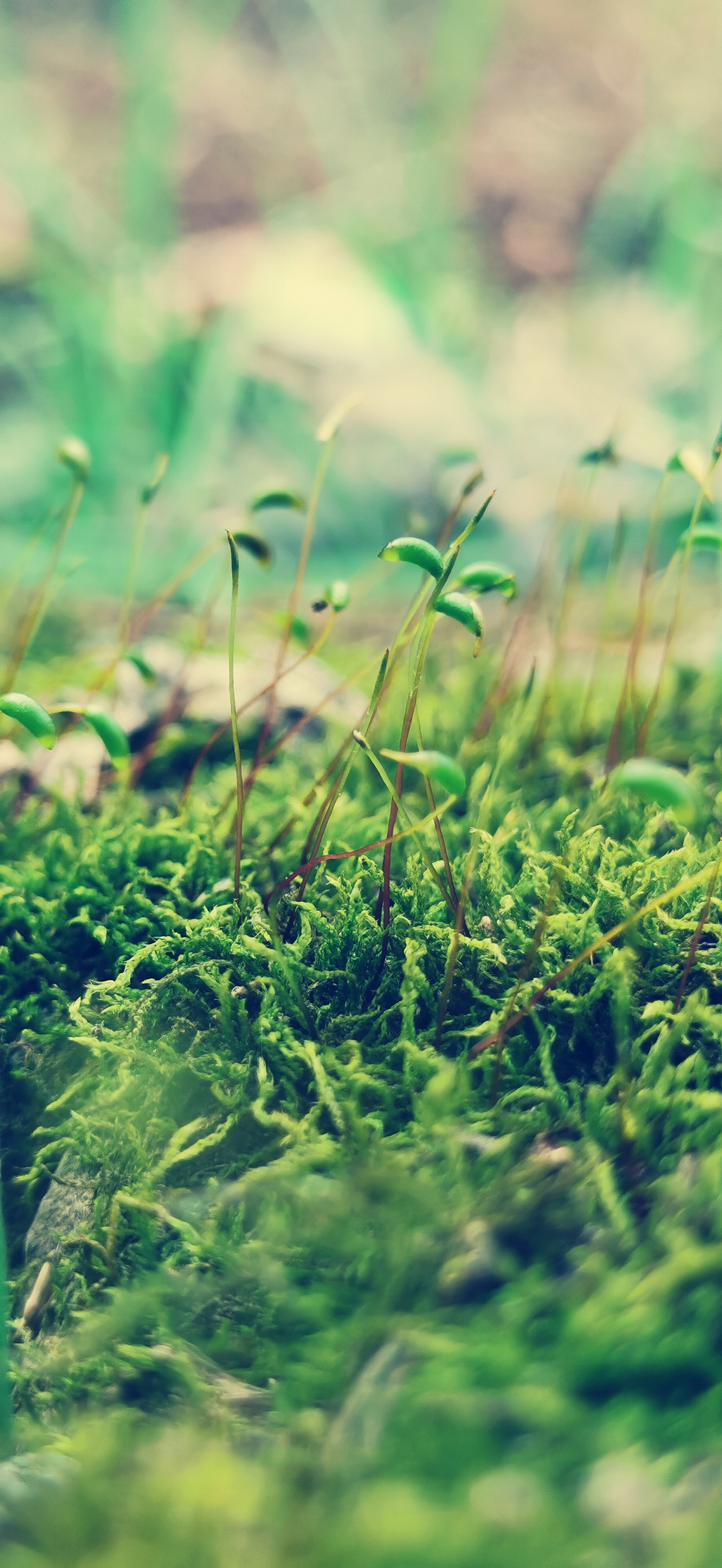 小草|摄影|风光摄影|玲华_原创作品-站酷zcool