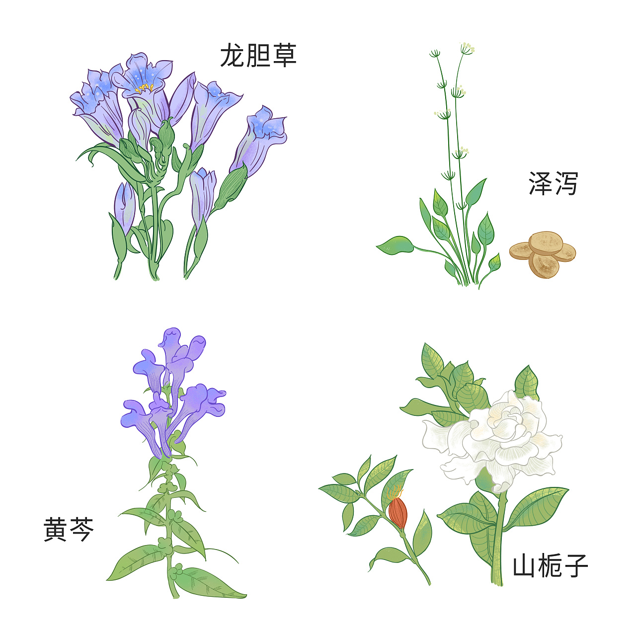 最近的中草药植物插画