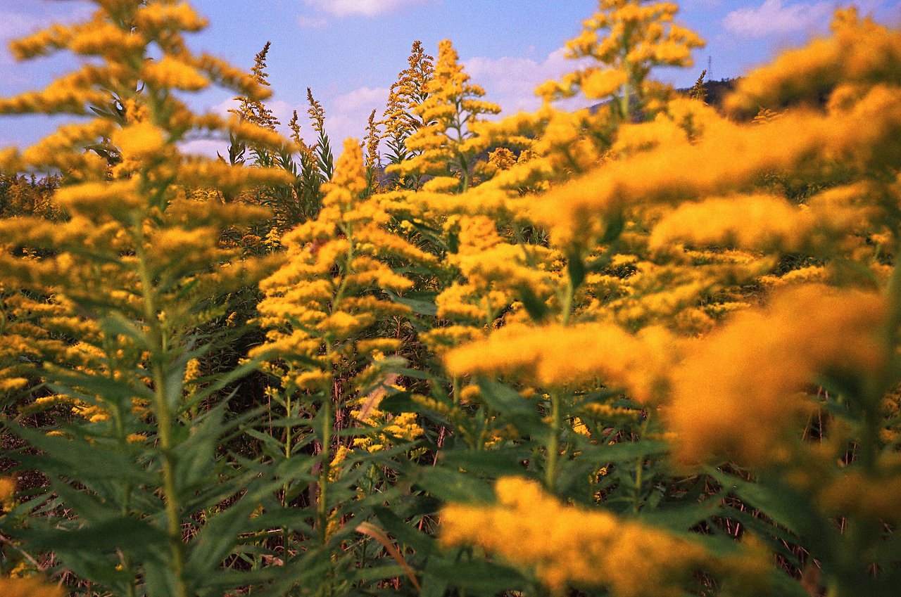 岚山的花（图ZMTM0ODc5NTg0） - 风光摄影 - 站酷设计师街头春哥原创素材 - 站酷ZCOOL