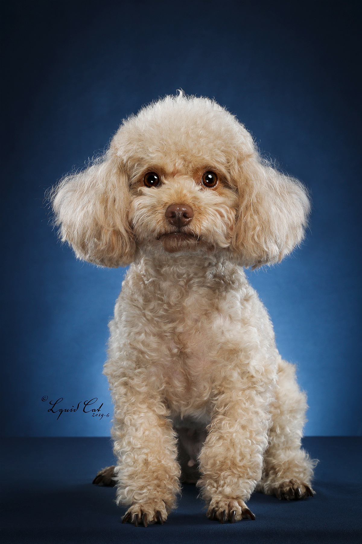 短毛猫英国短毛猫英国短毛猫异国短毛猫德文卷毛猫布偶猫作品信息创作