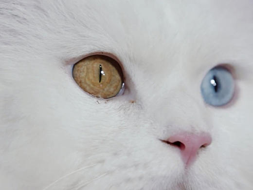 女人要活得像猫,但别毛得像猫