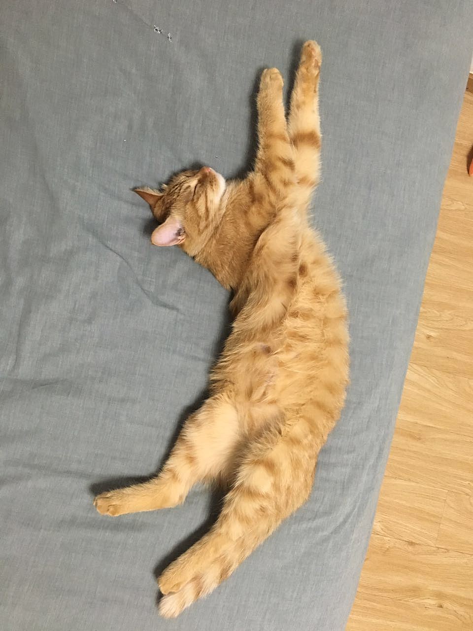 菜刀眼黄豆芽的日常（图ZODEwMzcyNjg=） - 宠物摄影 - 站酷设计师violasean原创素材 - 站酷ZCOOL