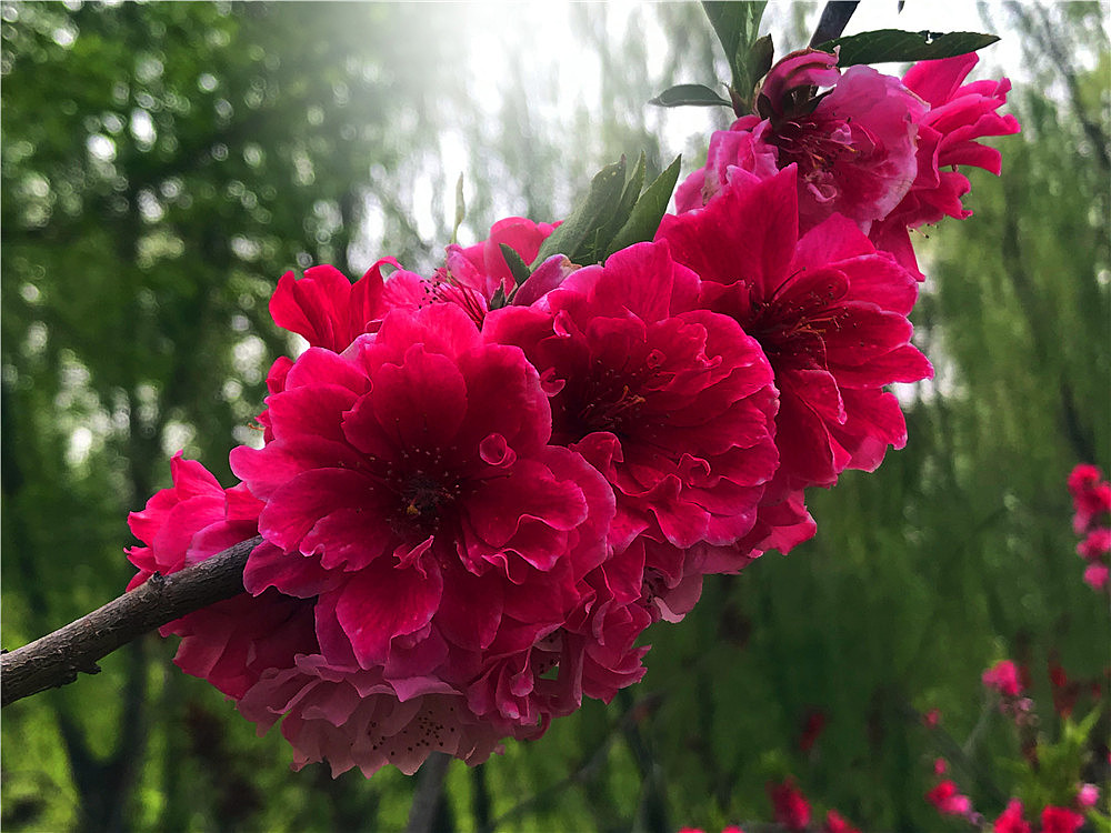 刘勇良纪实摄影:在那桃花盛开的地方