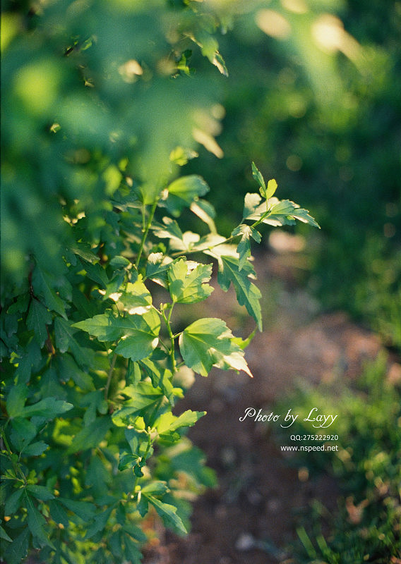 菲林《若无其事》Part - 2 # layy的时光机 #