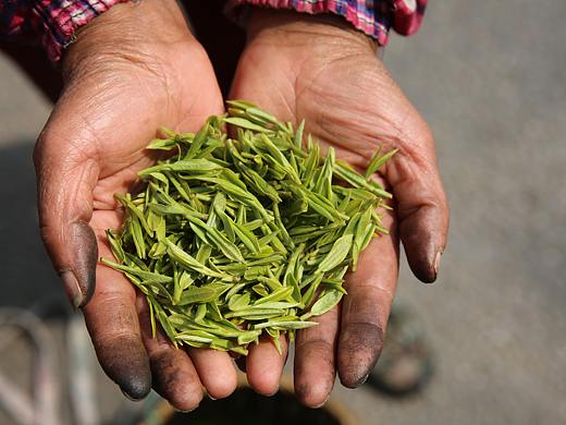 明前茶摄影练习