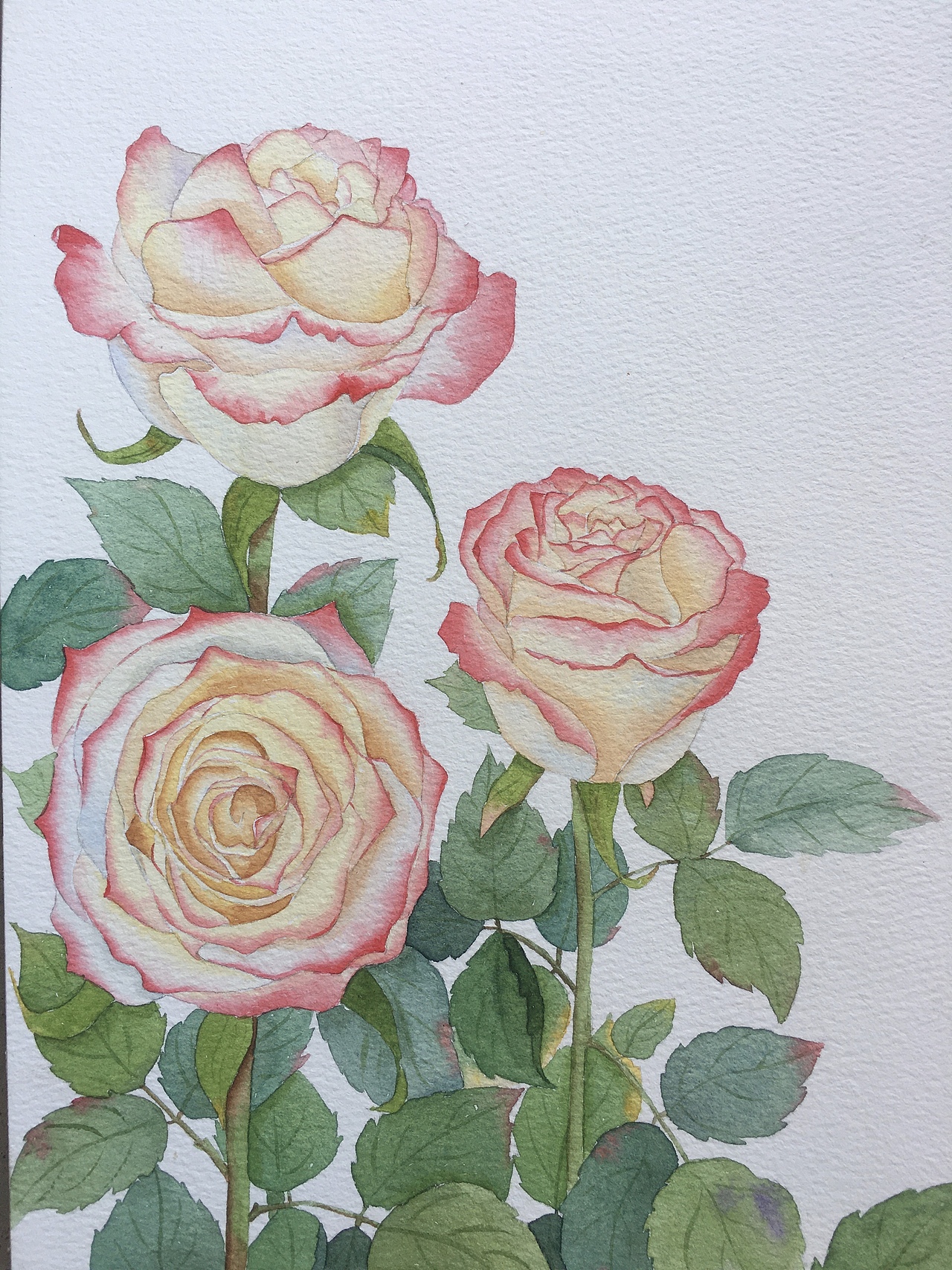 水彩花卉合集（图ZMzE3NjQzMTg0） - 商业插画 - 站酷设计师Z67631737原创素材 - 站酷ZCOOL