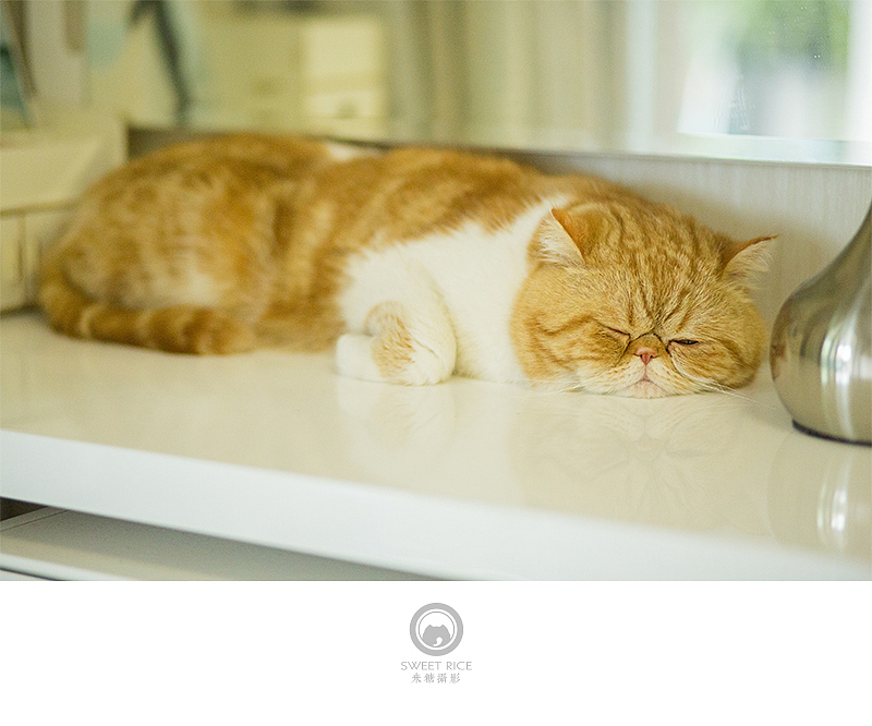 加菲阿宝和乱入的东西（图ZNDY1NjQzNjA=） - 宠物摄影 - 站酷设计师挂糖原创素材 - 站酷ZCOOL