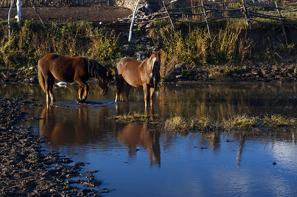 心中的金色草原