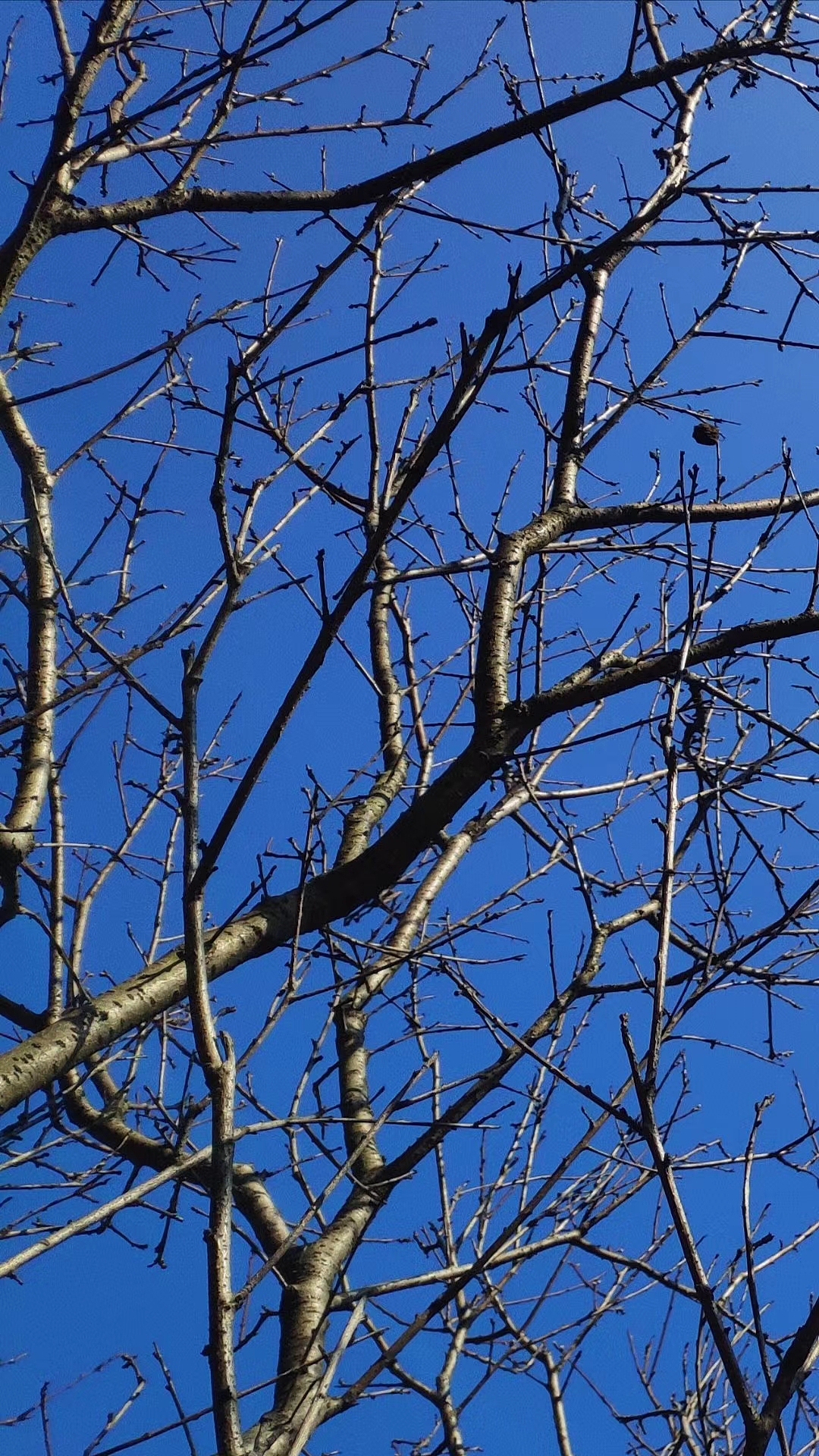 摄影 | 早春不过一棵树（图ZMjc1NDM3ODg4） - 风光摄影 - 站酷设计师川行一原创素材 - 站酷ZCOOL