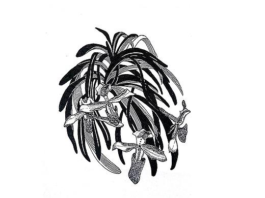 黑白装饰画