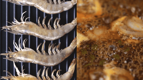 美食视频｜三只松鼠虾仁贝柱（图ZMTUzOTAwNDAw） - 产品摄影 - 站酷设计师小明同学Joie原创素材 - 站酷ZCOOL