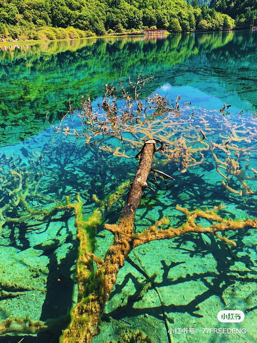 【九寨沟】风景文旅插画